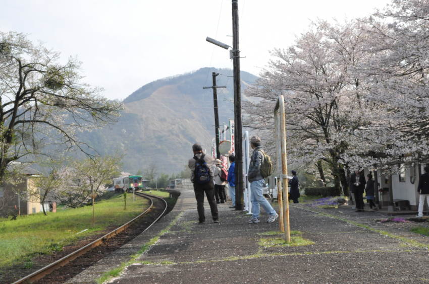 樽見20150409DSC_2266