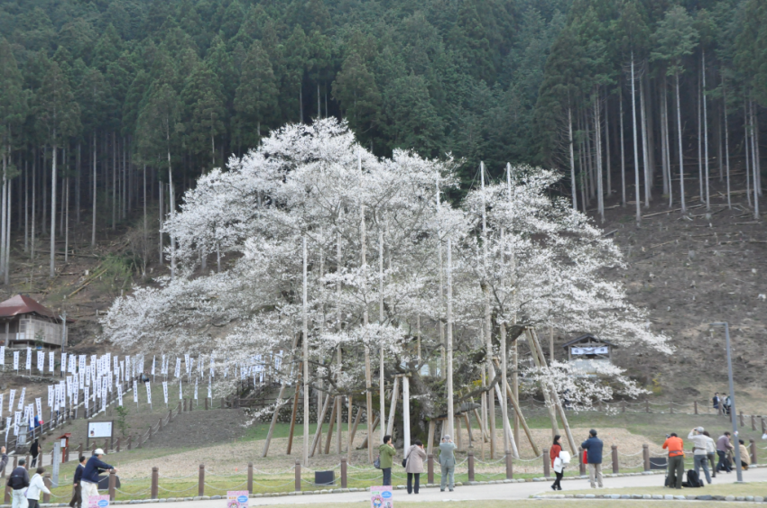 樽見20150409DSC_2346