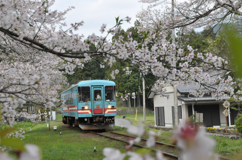 樽見20150409DSC_2167