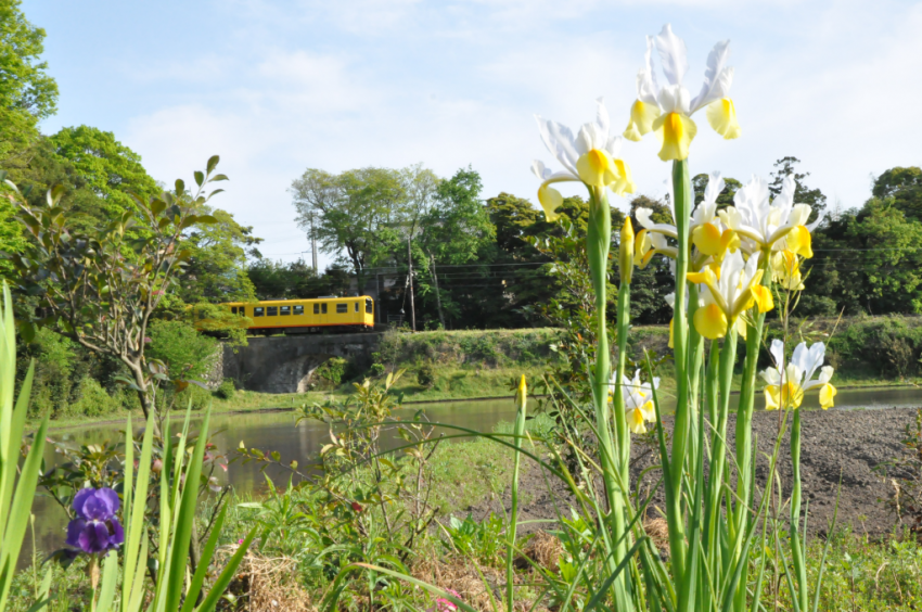 北勢線20150430DSC_6438