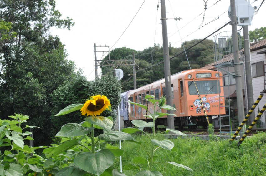 あじさい2015DSC_2103