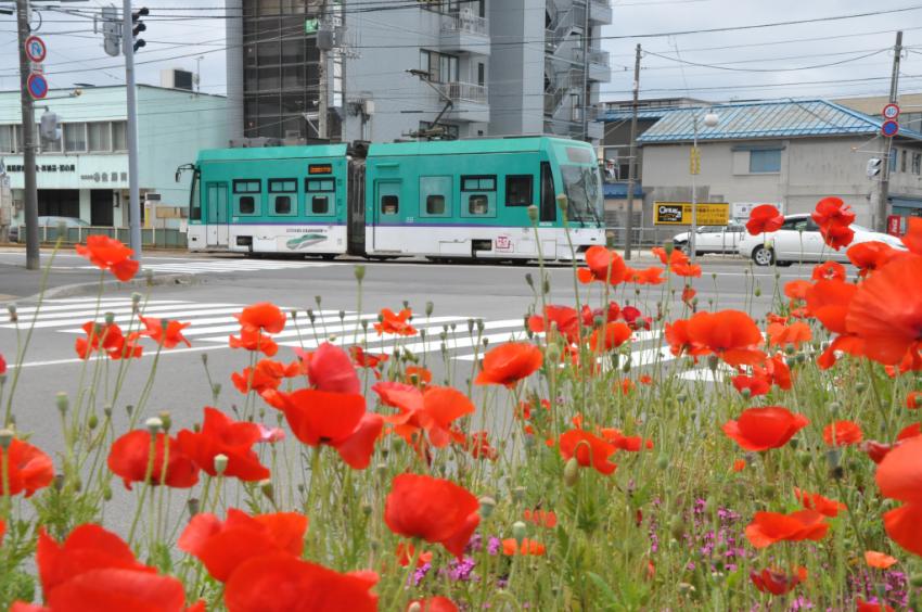 あじさい2015DSC_1364