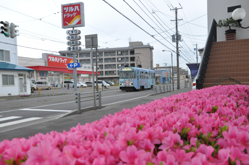 あじさい2015DSC_1748