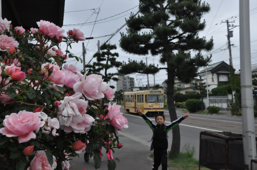 あじさい2015DSC_1554