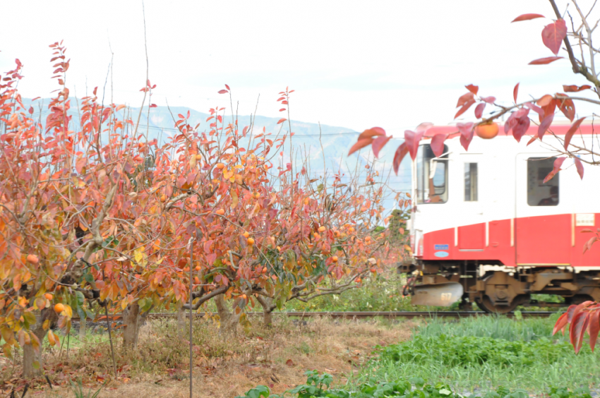 樽見鉄道DSC_6650