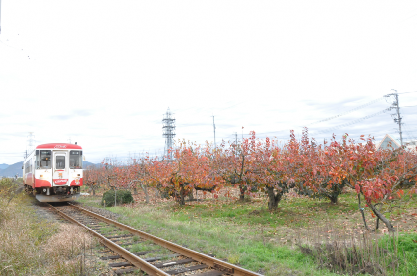 樽見鉄道DSC_6711