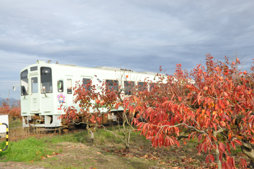 樽見鉄道DSC_6663