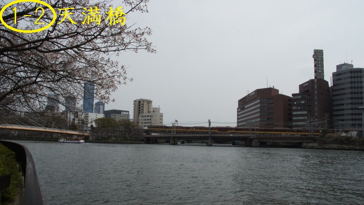 天満橋の北、辛うじて桜が咲く場所から