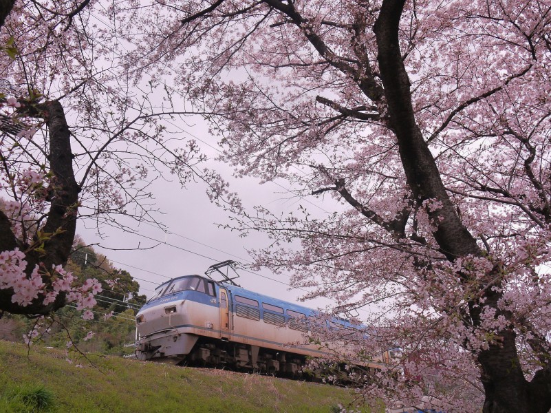 この写真を撮るのはいつ現れるか分からないので緊張します。 