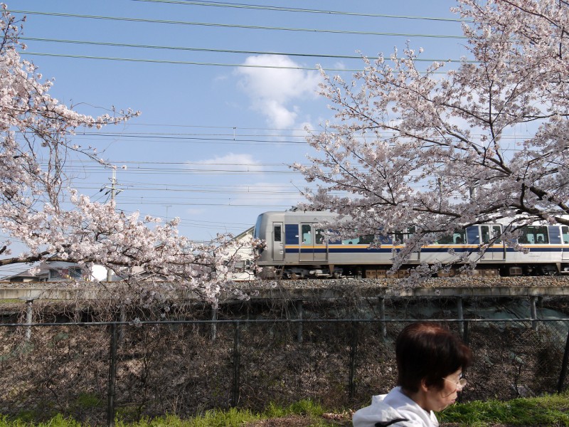 こういうことは道路挟むと良くある。本数が多いので心を広く持とう