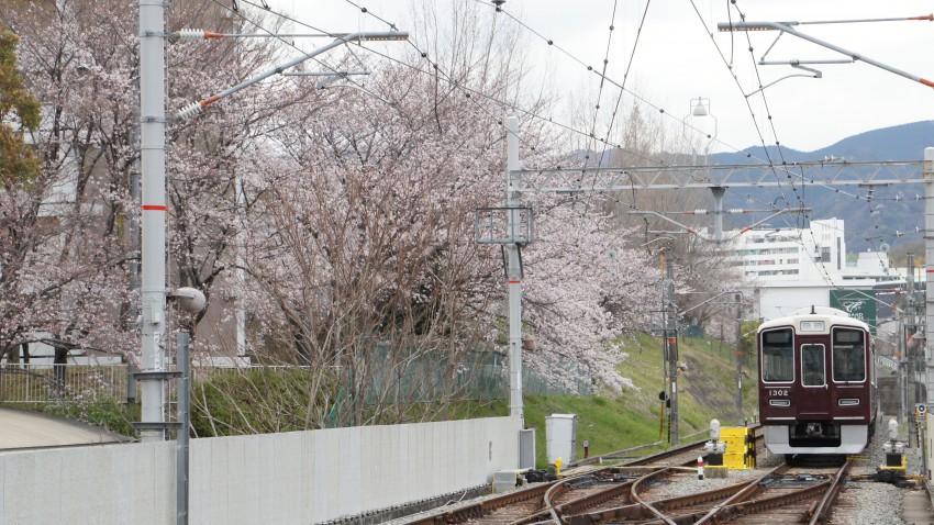 北千里駅の桜