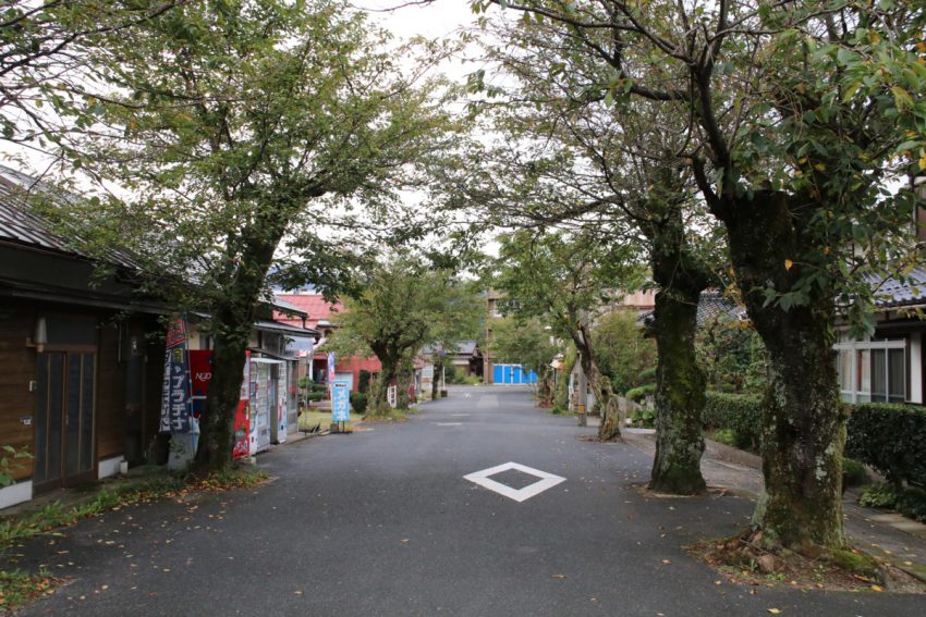 関金駅前通りの桜並木